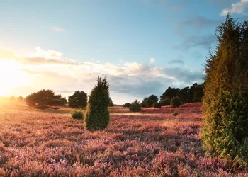 Lüneburger Heide - Lüneburg
