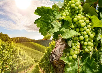 Slowenien - Weinstraße E-Bike Tour